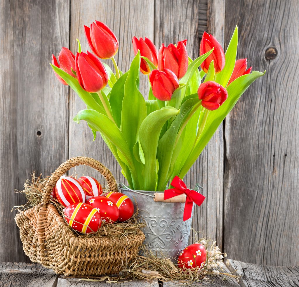 Comment conserver les tulipes