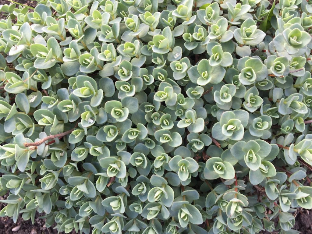 Sedum Eversa