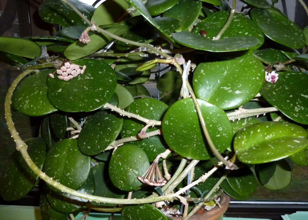 Hoya obovata variegata