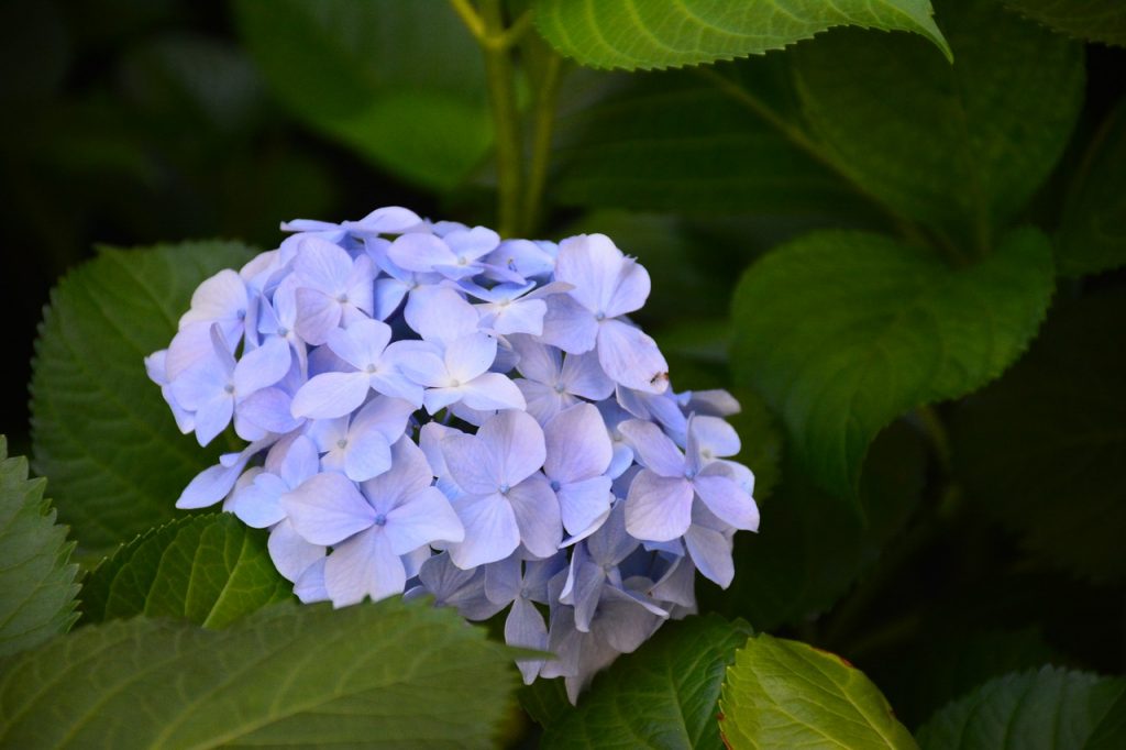 Hydrangea kiushu paniculata