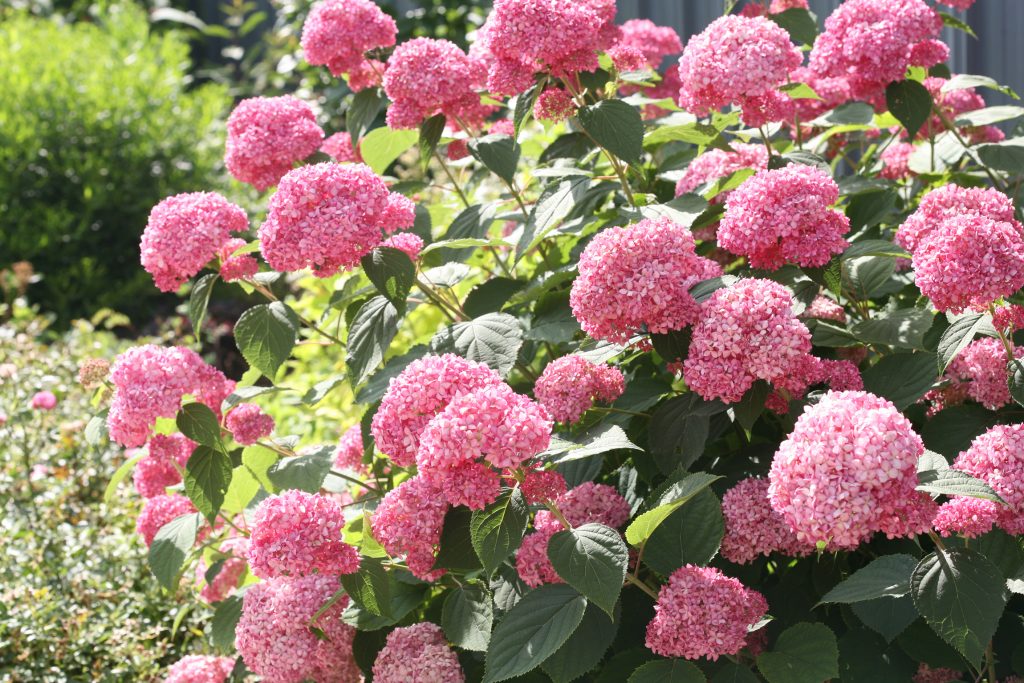 Pink anabel isang iba't ibang mga puno ng hydrangea