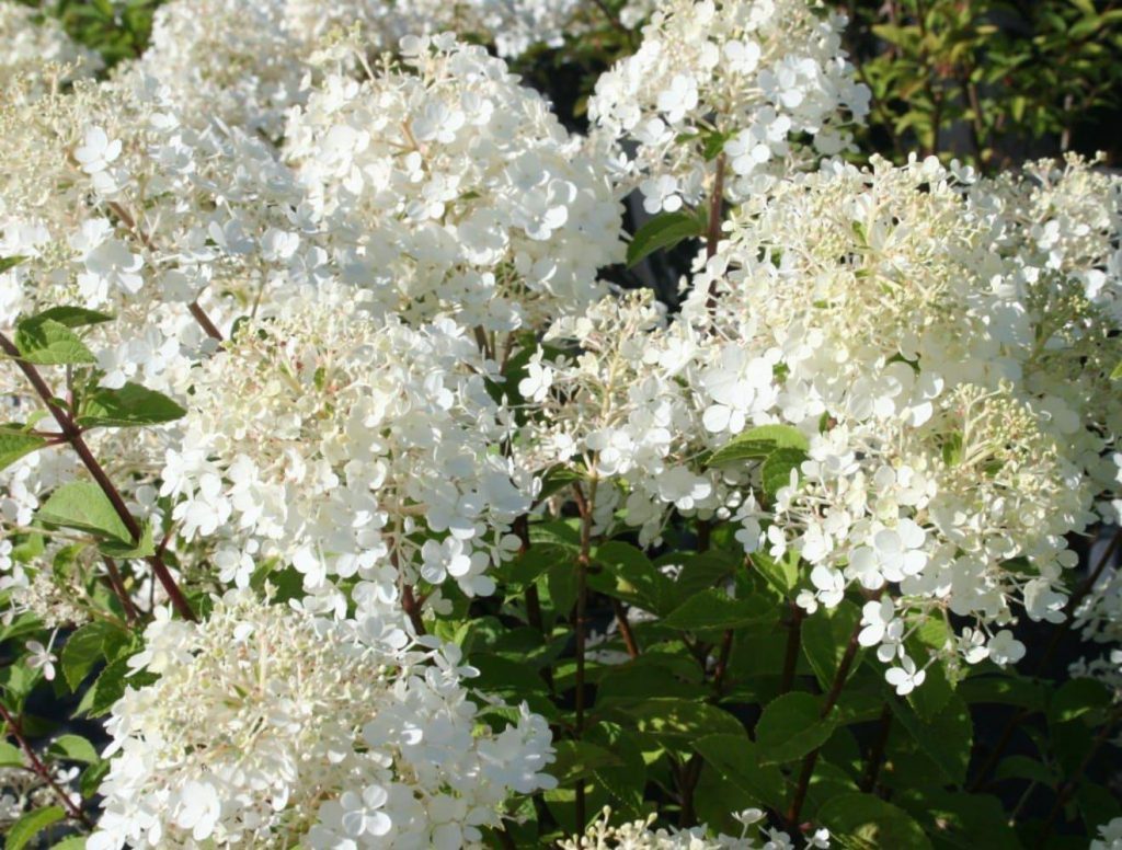 Hydrangea paniculata Hydrangea paniculata bobo