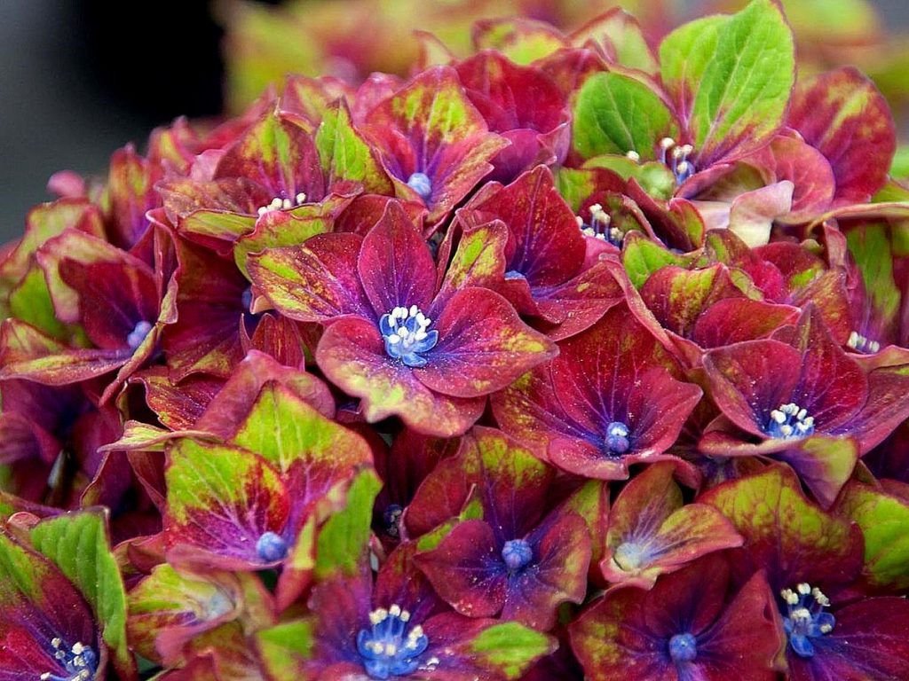 Hydrangea kastilyo wackerbart