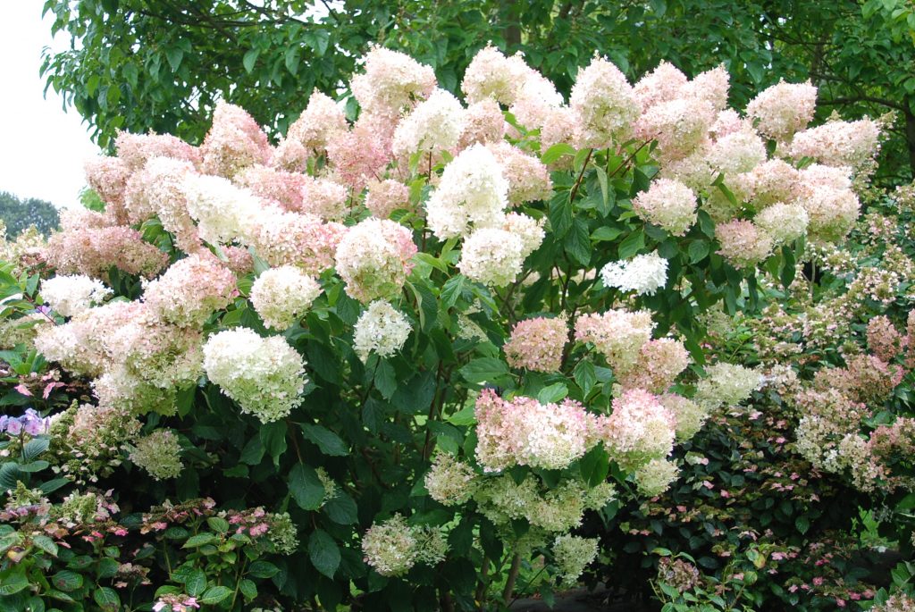 Hydrangea paniculata mahiwagang matamis na tag-init