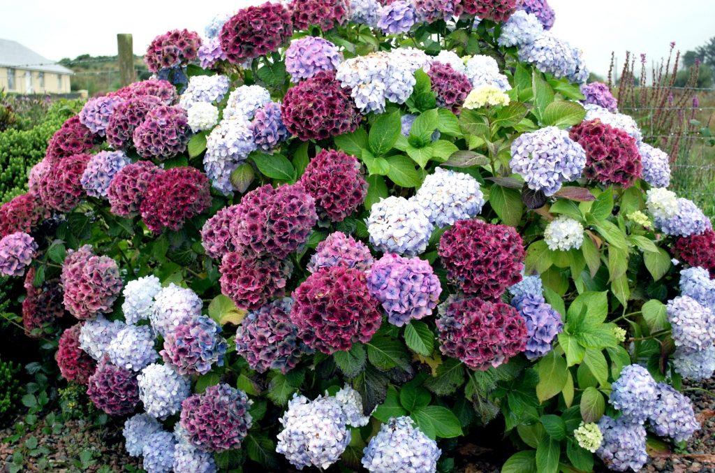 Comment acidifier le sol pour l'hortensia