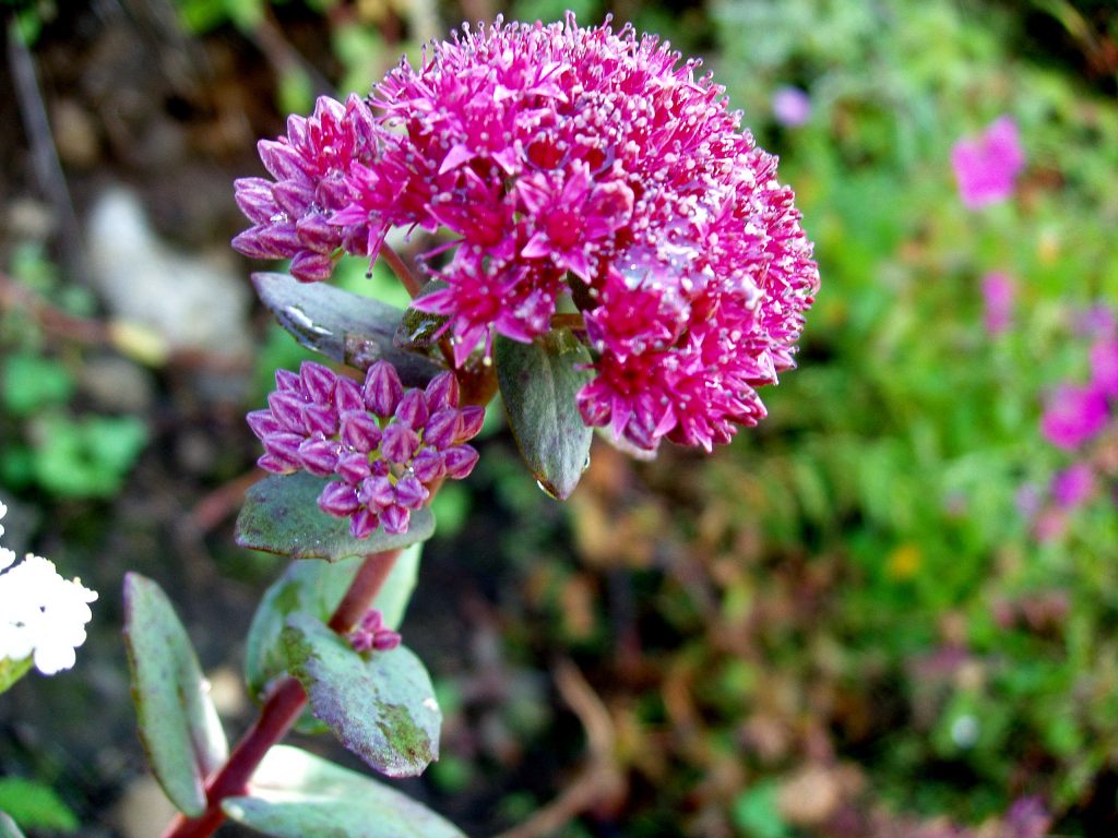 Mga recipe ng sedum purple para magamit sa tradisyunal na gamot