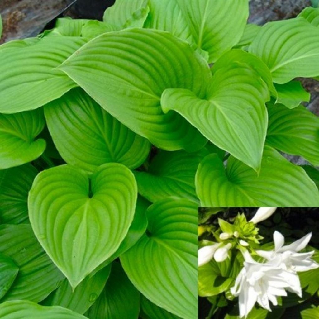 Plantain hosta