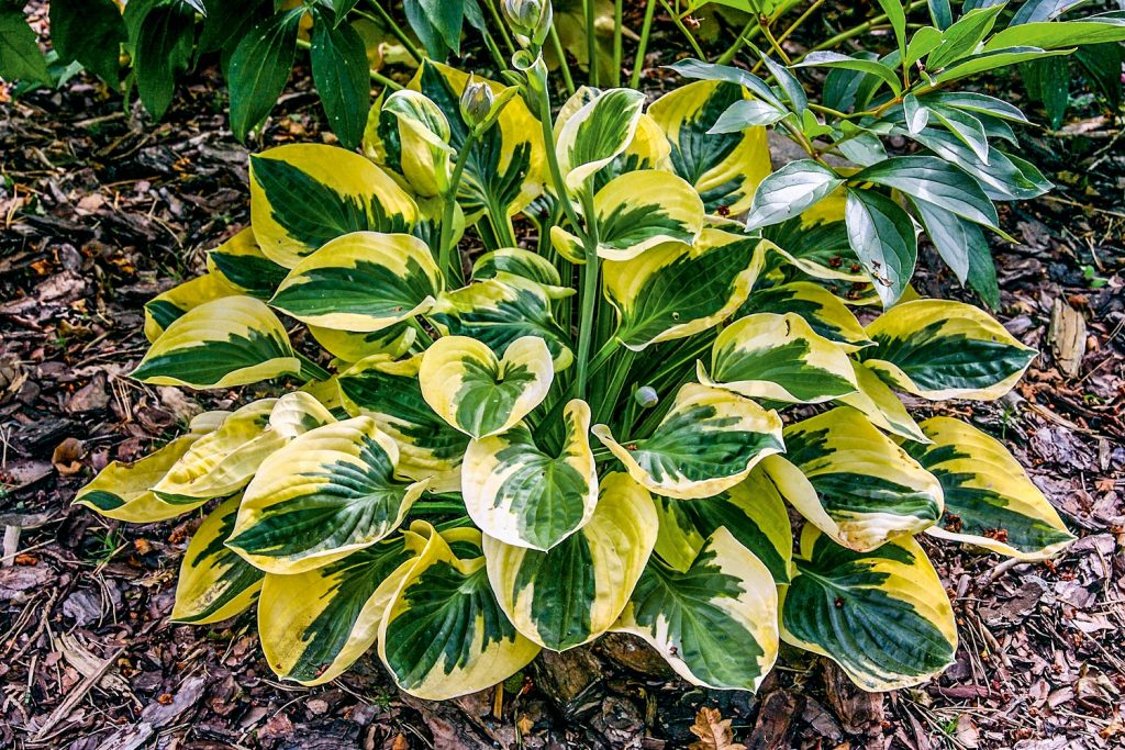 Hosta brim cap litrato at paglalarawan