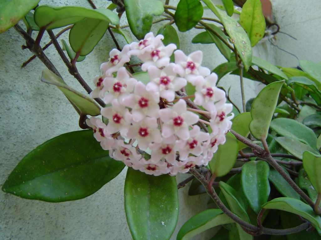 Hoya karne