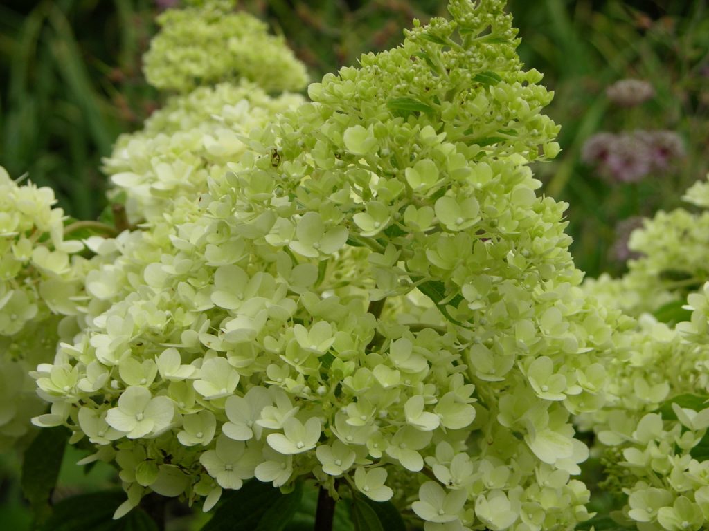 Description de la photo de l'hortensia magique au clair de lune