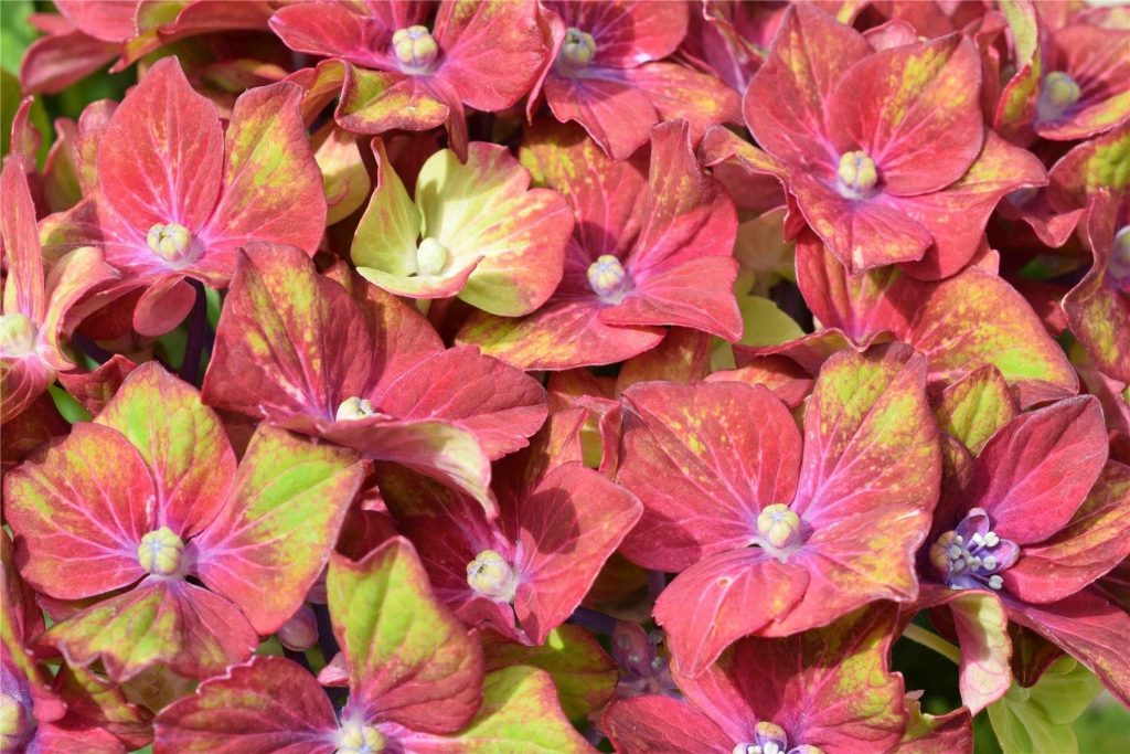 Hydrangea malalaking lebadura schloss wackerbarth