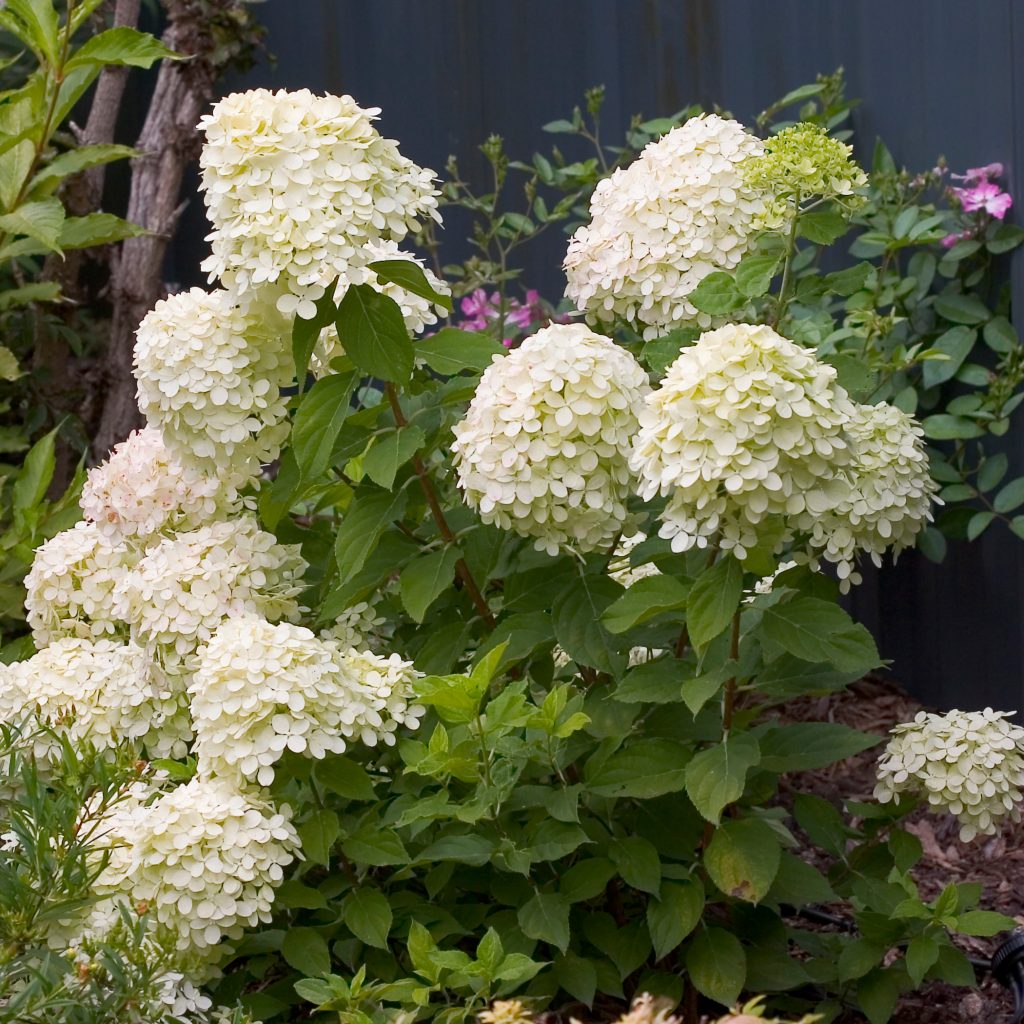 Larawan at paglalarawan ng Hydrangea diamantino