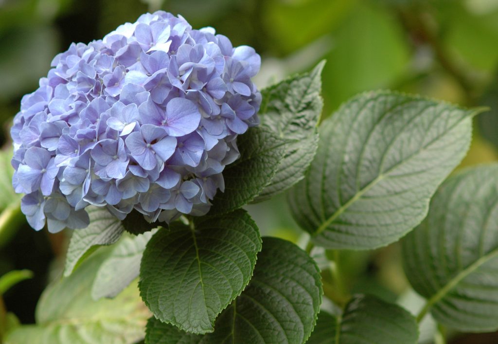 Kyushu hortenzie paniculata