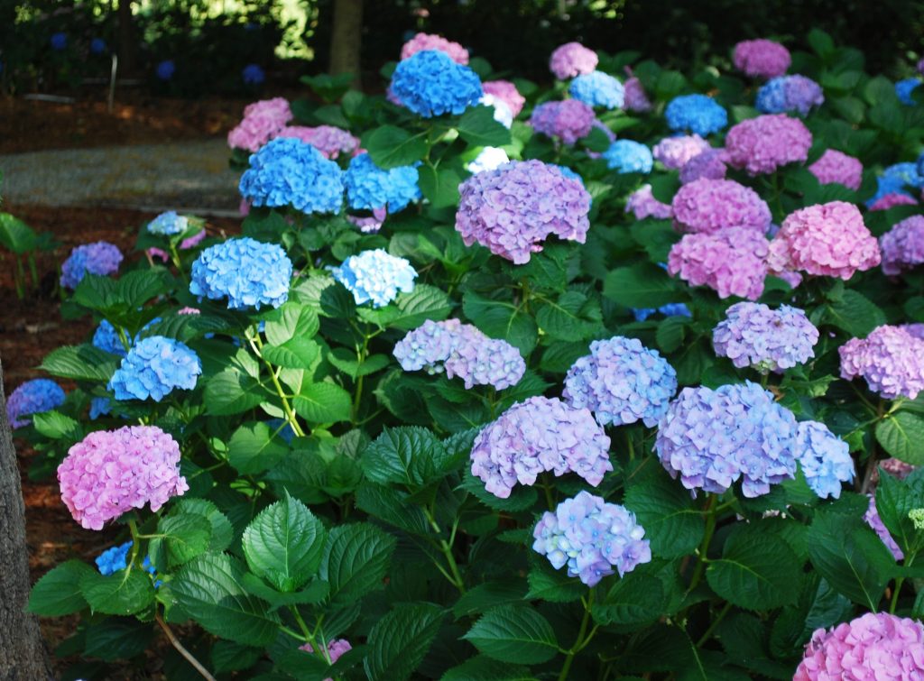 Sundae fraise hydrangea