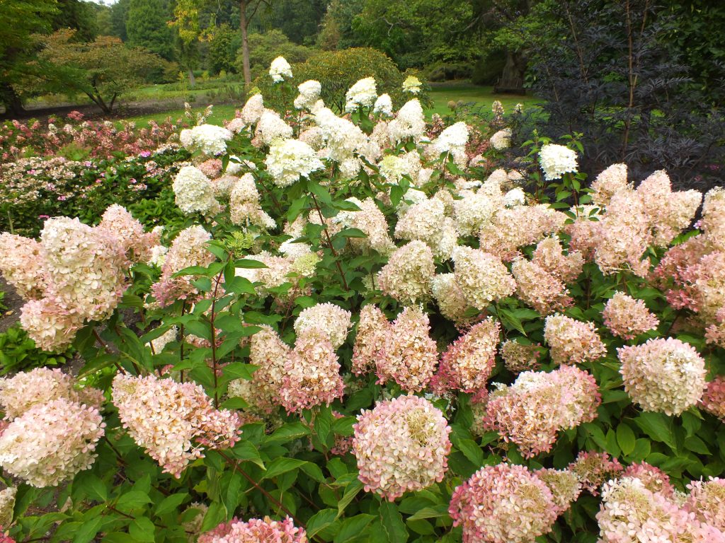 Hortensia paniculata fantôme