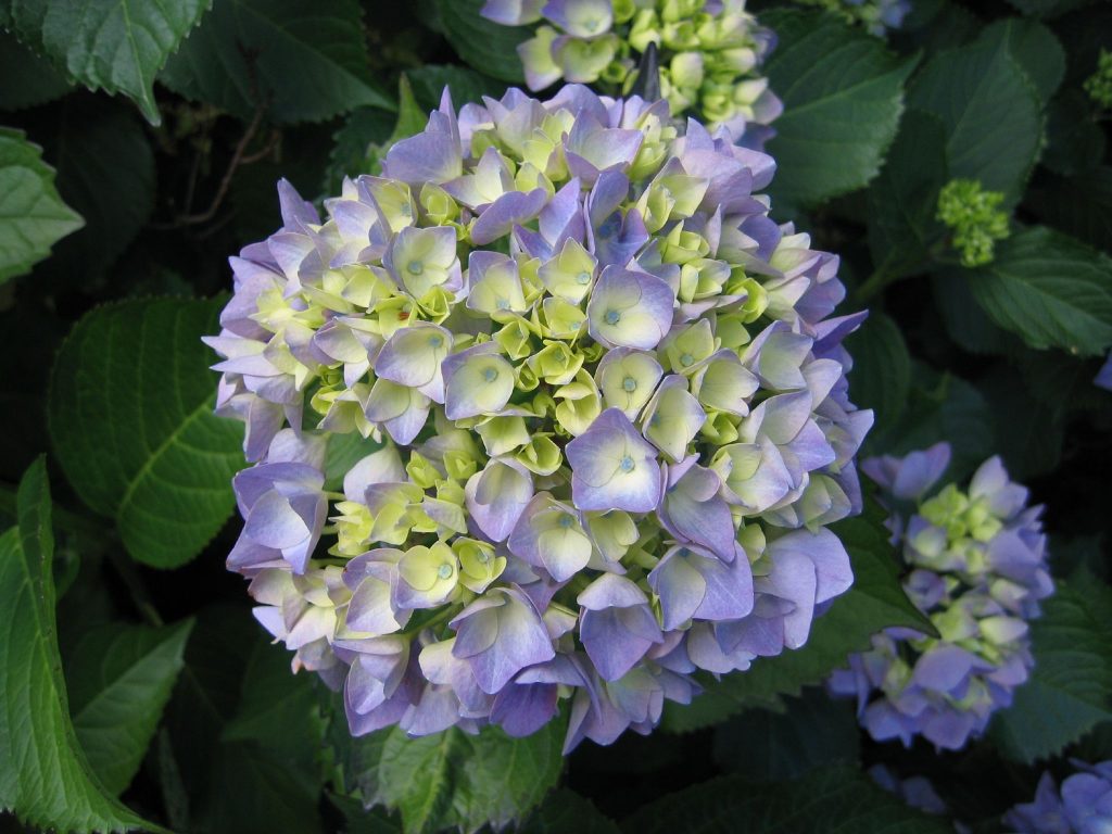 Linggo fries hydrangea litrato