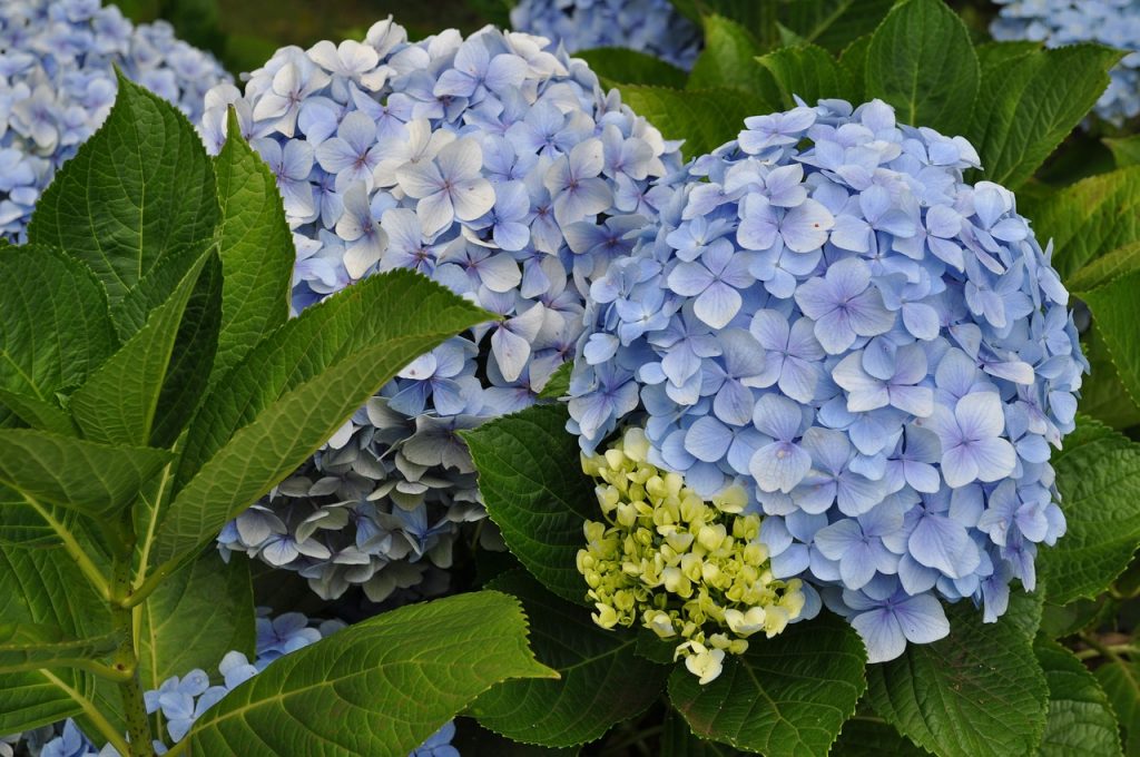 Larawan ng Kyushu hydrangea