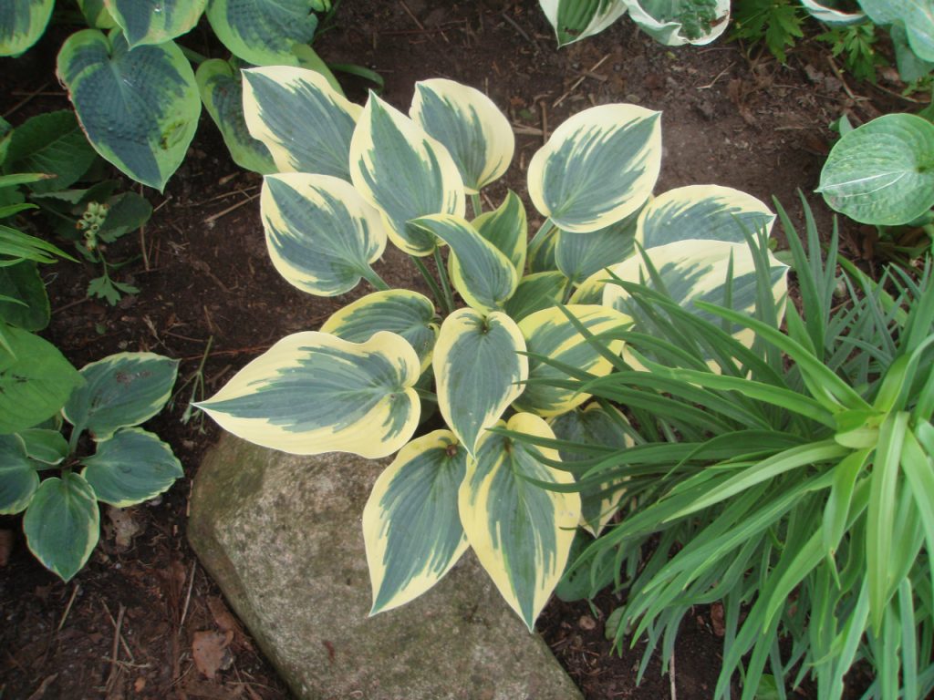 Hosta unang paglalarawan ng frost