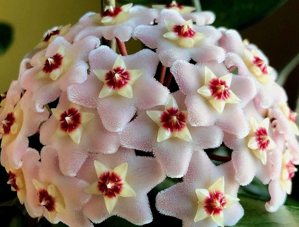 Hoya carnosa crimson queen