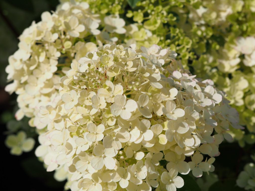 Hydrangea paniculata bobo photo