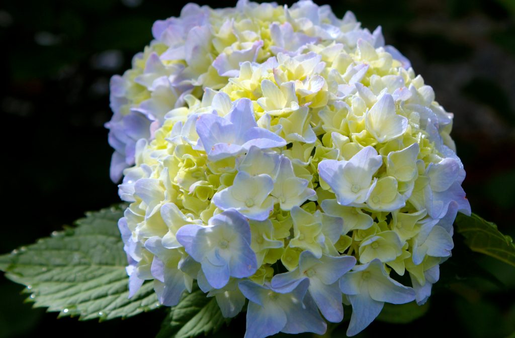 Panicle hydrangea sunday fries