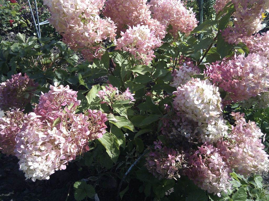 Panicule hortensia fantôme