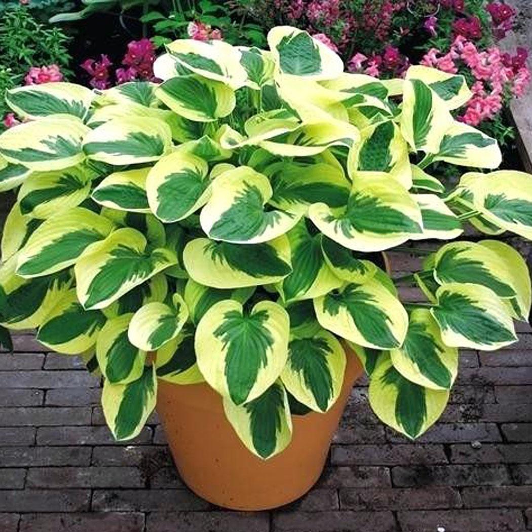 Hosta brim cup