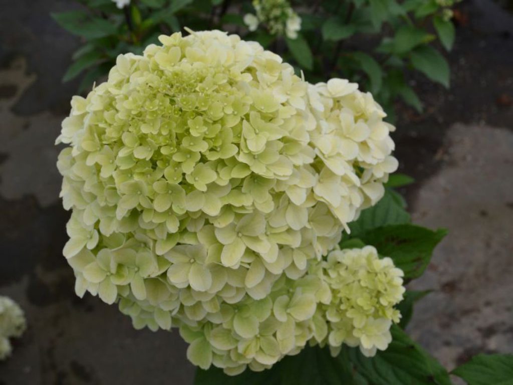 Hydrangea paniculata diamantino