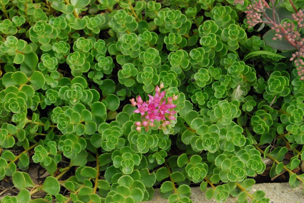 Mga barayti ng sedum at species na may mga larawan