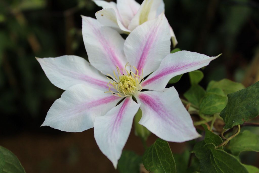 Avis sur Clematis andromeda