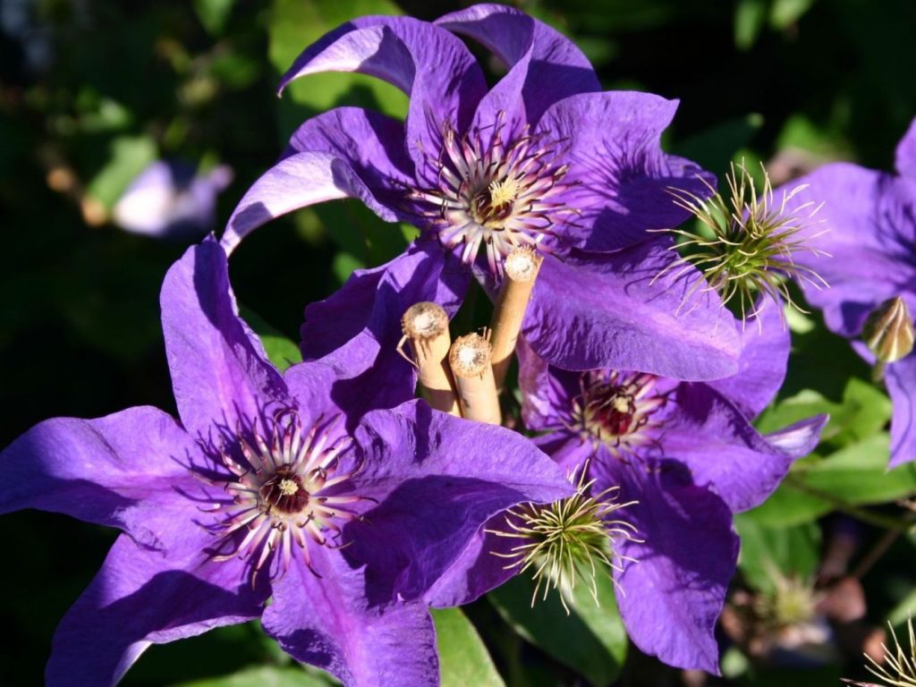 Clematis ang pangulo