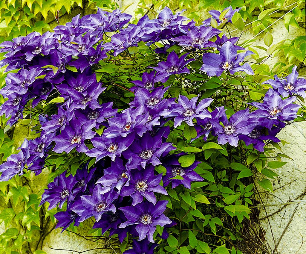 Clematis ang pangulo