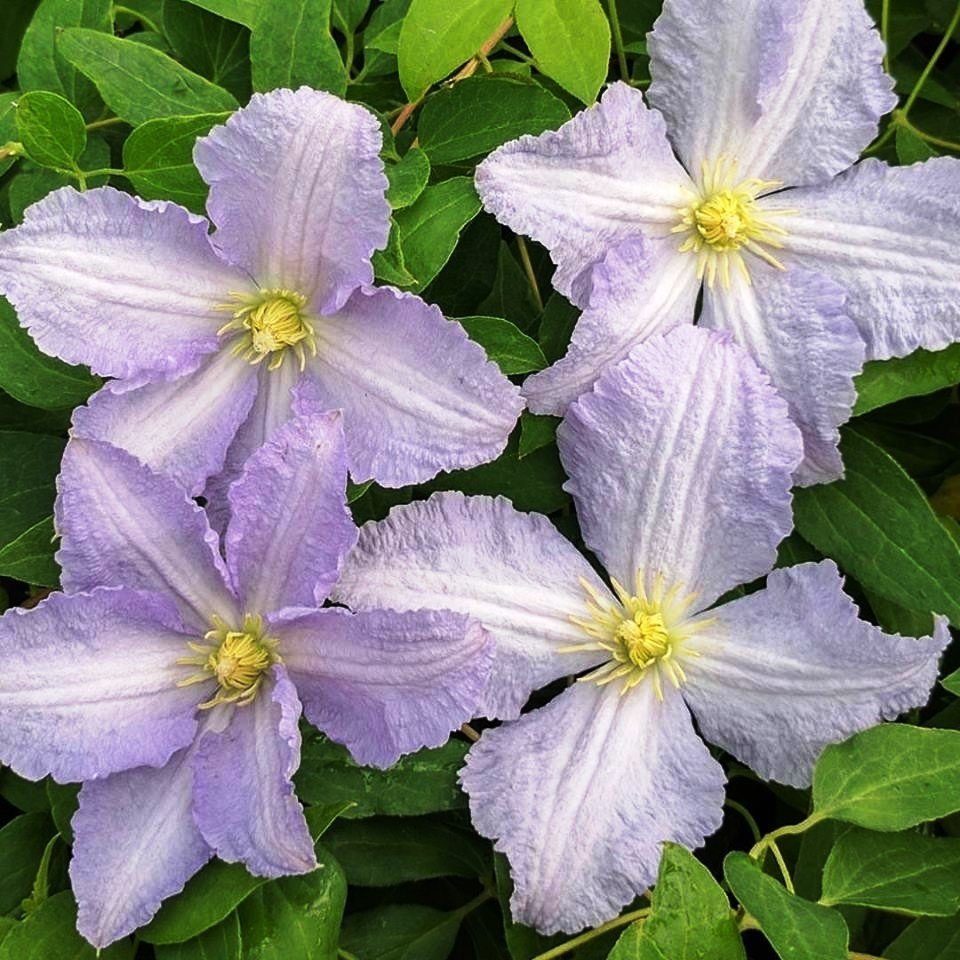 Commentaires sur Clematis Blue Angel