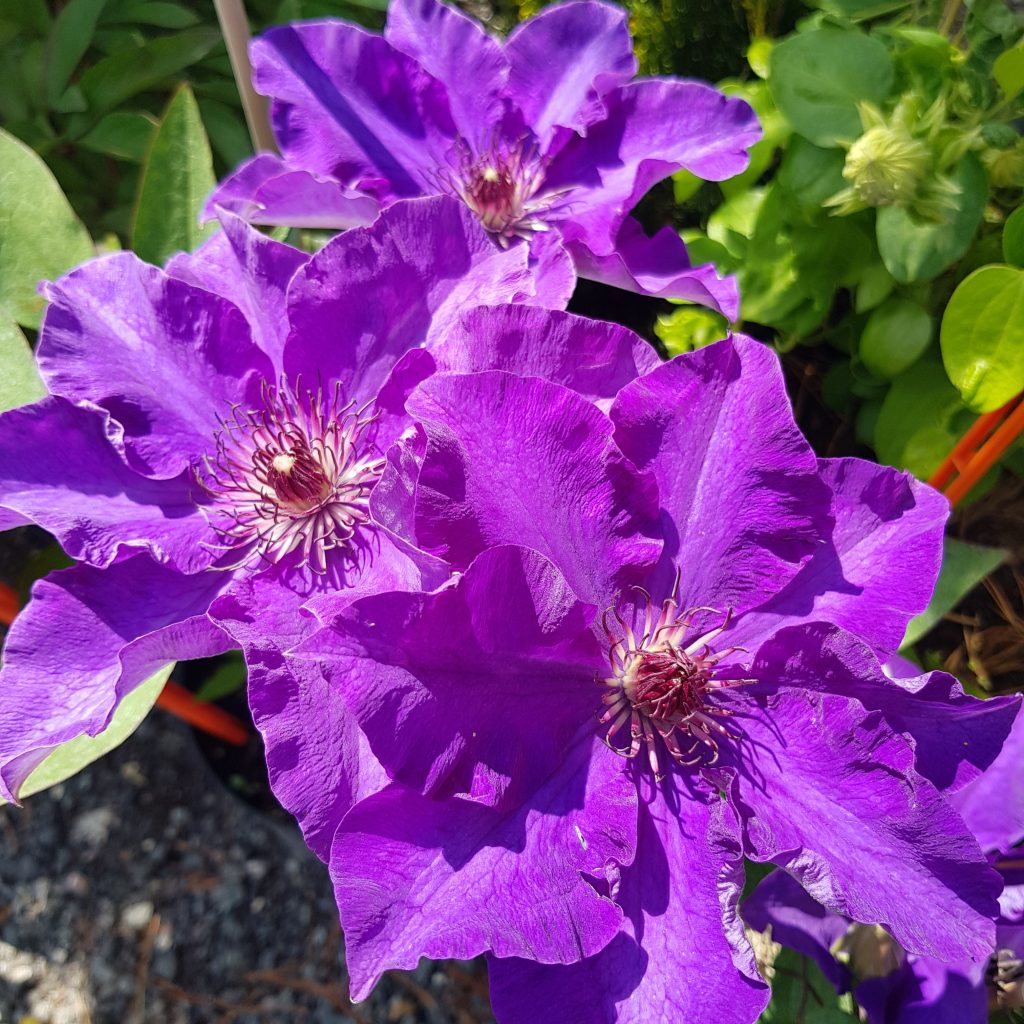 Clematis elnök