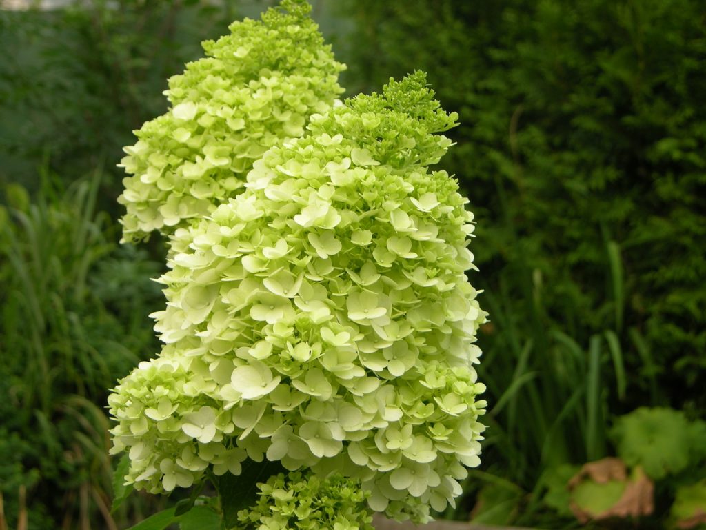 Hortensia photo magique au clair de lune