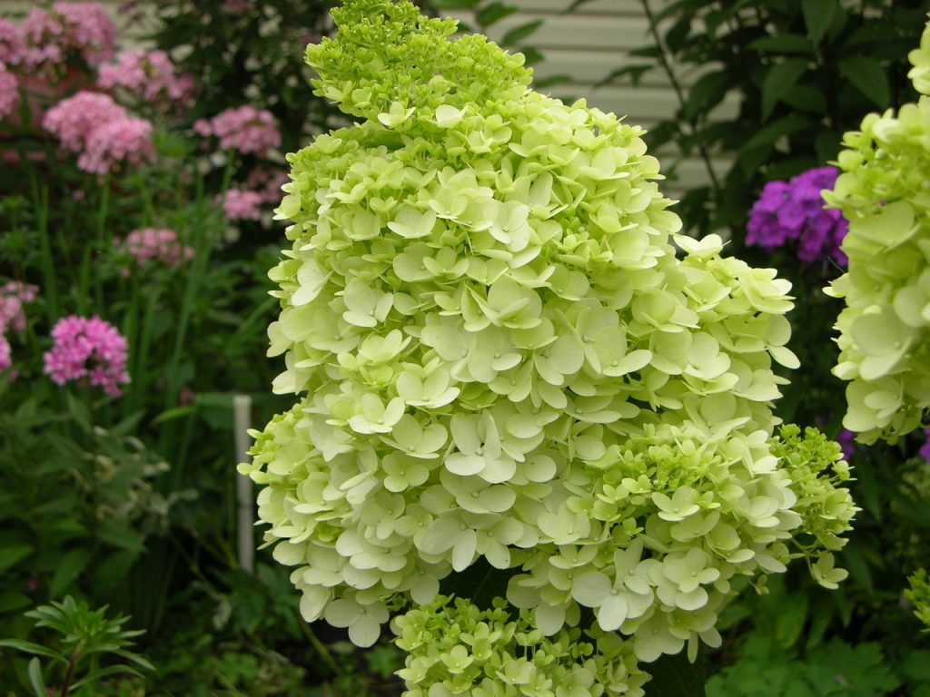 Photo et description de l'hortensia magique au clair de lune