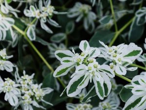 Euphorbia Bordered - les meilleurs conseils pour la culture