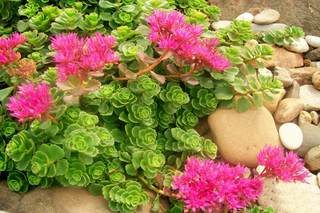 Larawan sa sedum ground cover