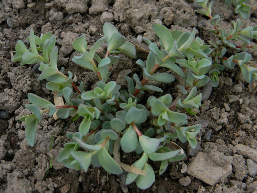 Sedum Eversa litrato