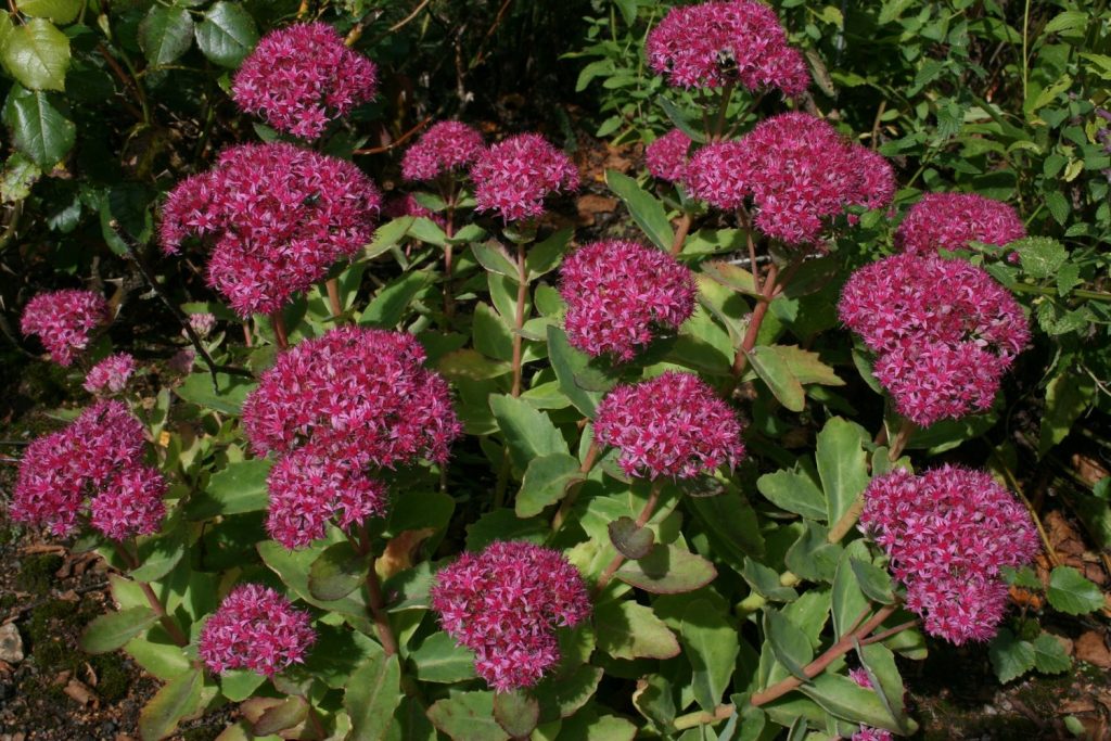 Sedum carl litrato