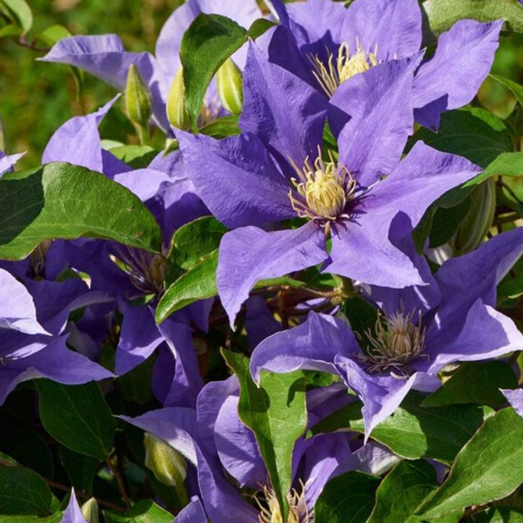 Manchu clematis