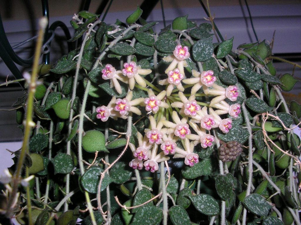 Hoya Gordisii