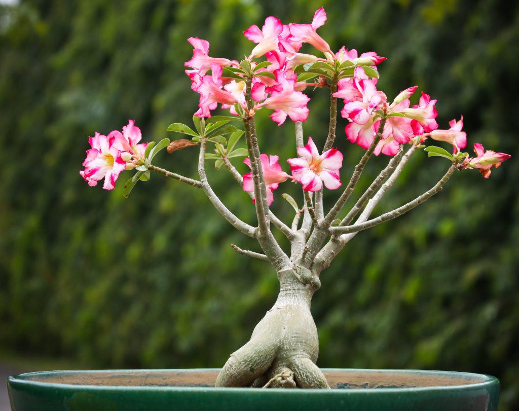 Adenium larawan adenium larawan