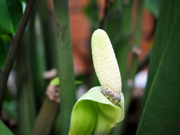 Une fleur peut aider à améliorer votre situation financière