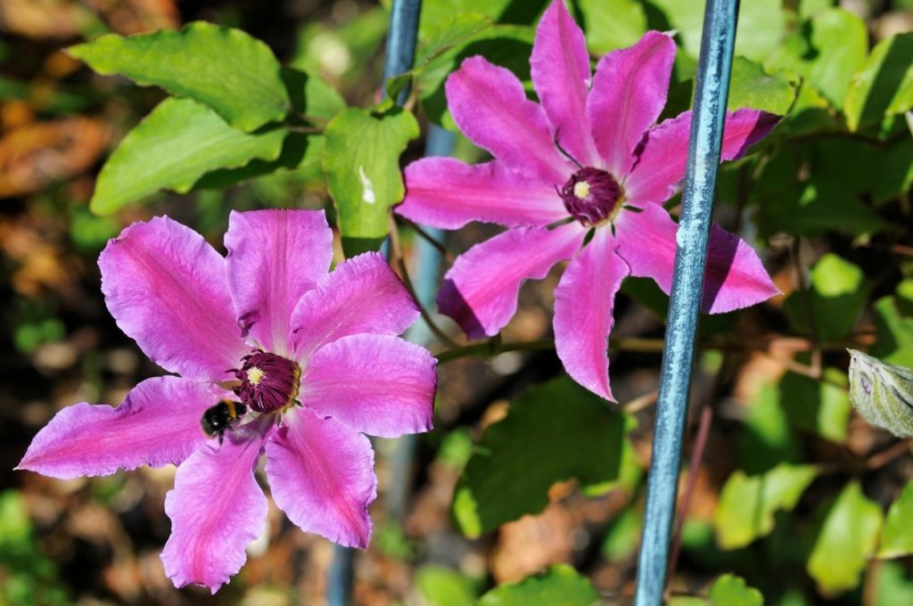 Clematis barbara