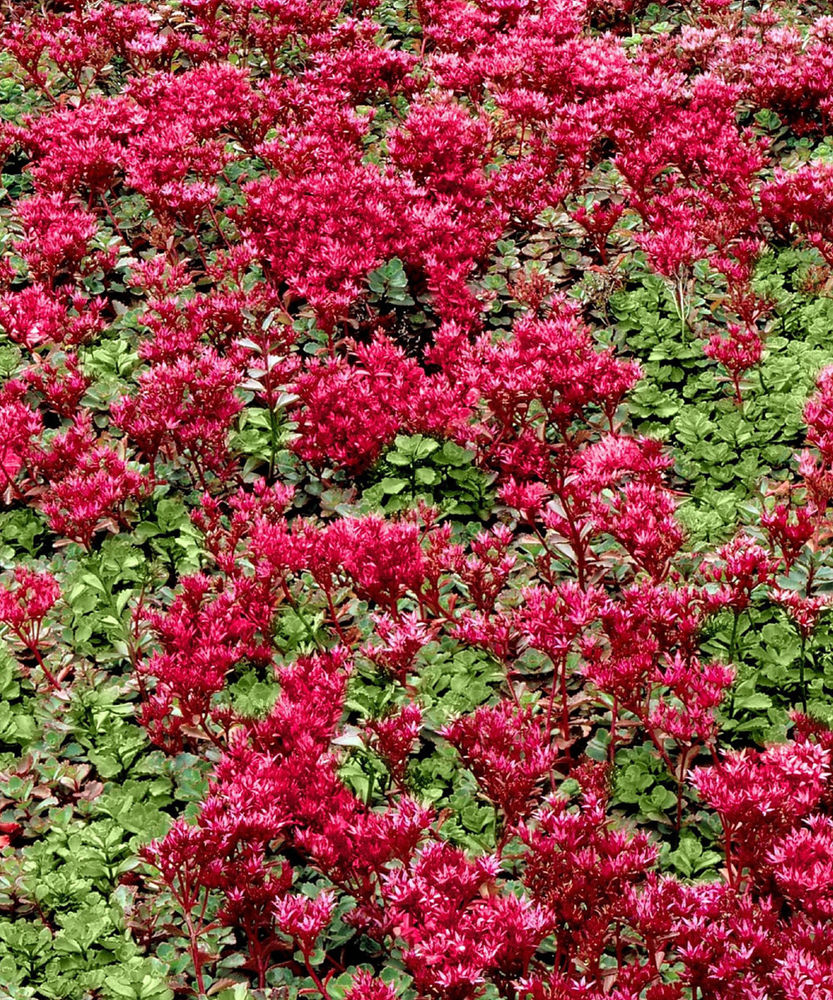 Sedum purpureum