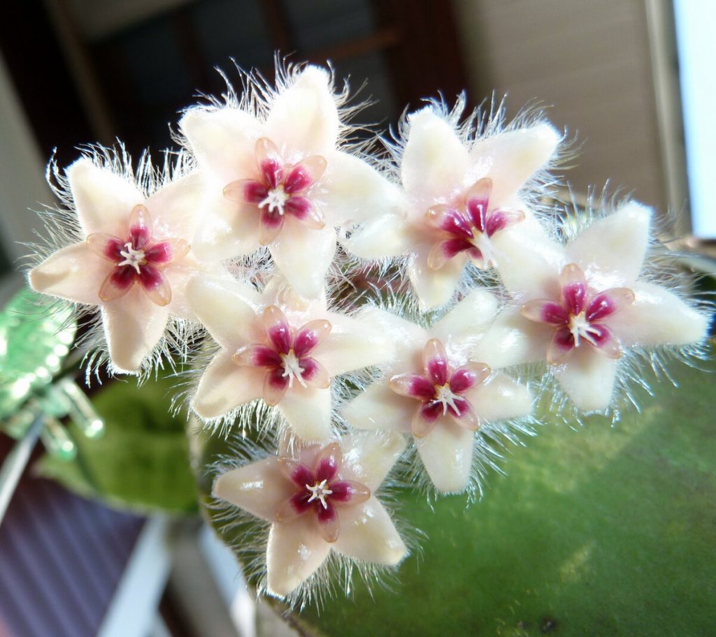 Hoya Caudata Big Green Leaves