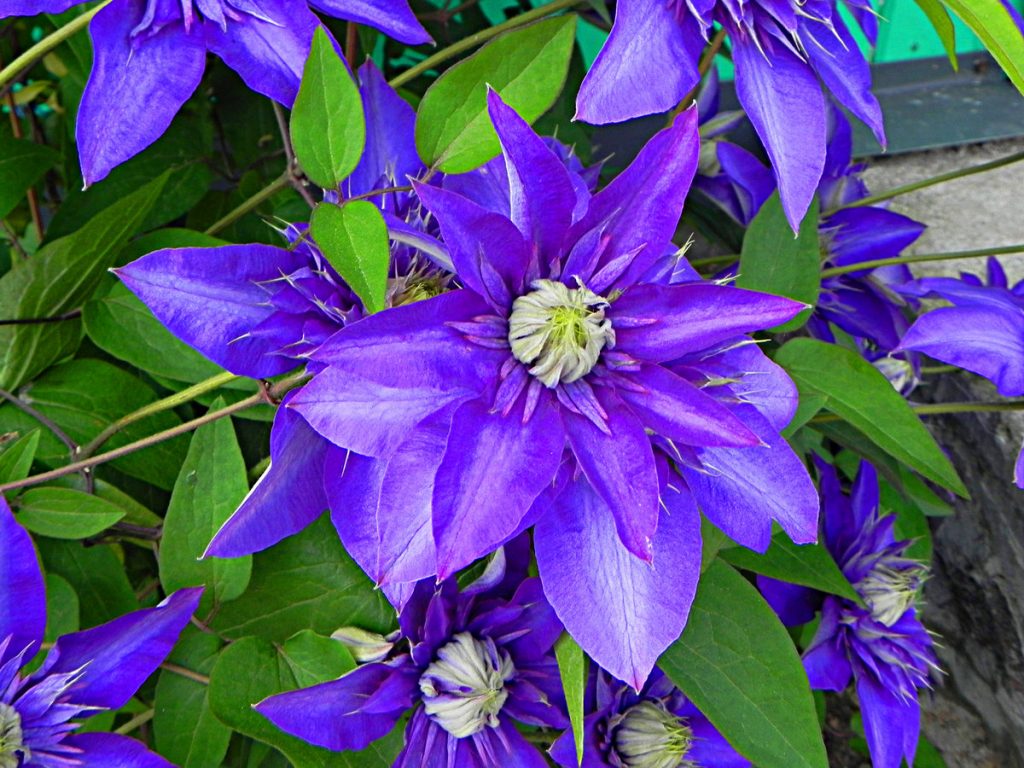 Clematis manchu puti