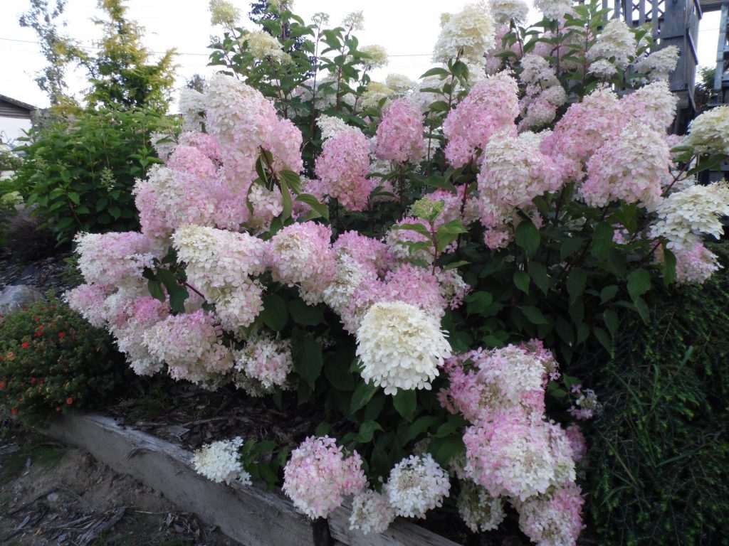 Hydrangea phantom paniculata