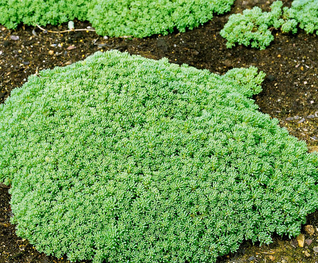 Larawan ng sedum ground cover varieties